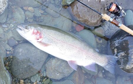厳しい！ ～天竜川ルアーフライテンカラ専用区～